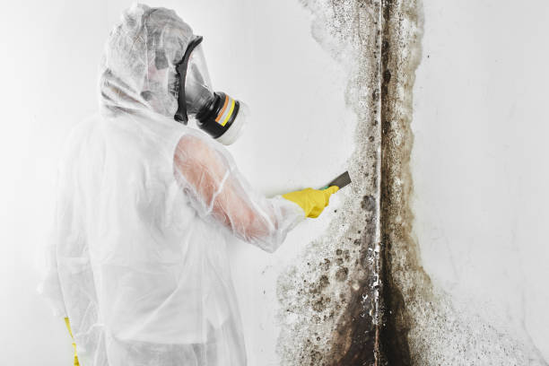 Best Mold Testing  in Sharpes, FL