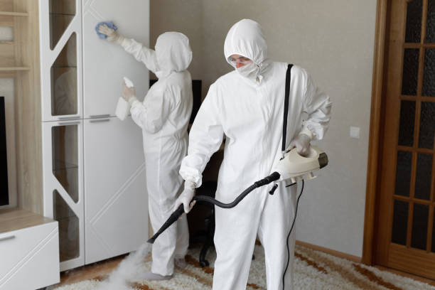 Attic Mold Removal in Sharpes, FL