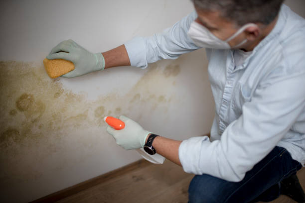 Certified Mold Removal in Sharpes, FL