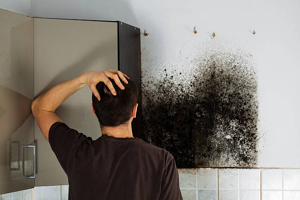 Best Mold Removal Company Near Me  in Sharpes, FL