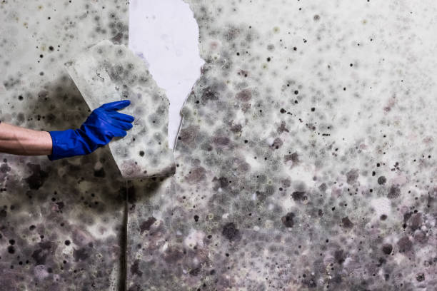 Best Black Mold Removal  in Sharpes, FL