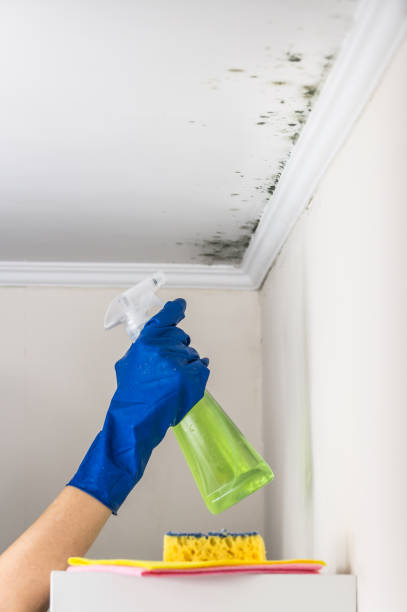 Best Best Mold Removal Companies  in Sharpes, FL