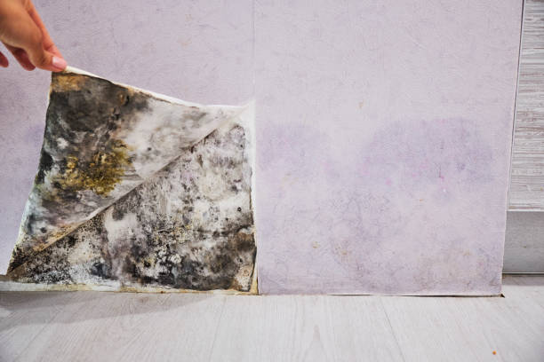 Best Mold Remediation  in Sharpes, FL